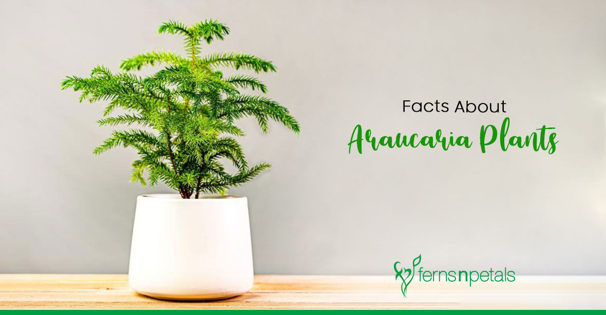 Facts About Araucaria Plant