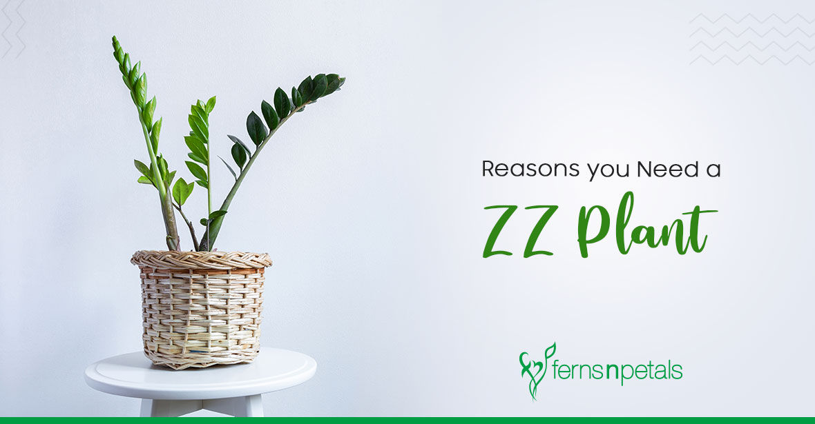 Benefits of Keeping a ZZ Plant