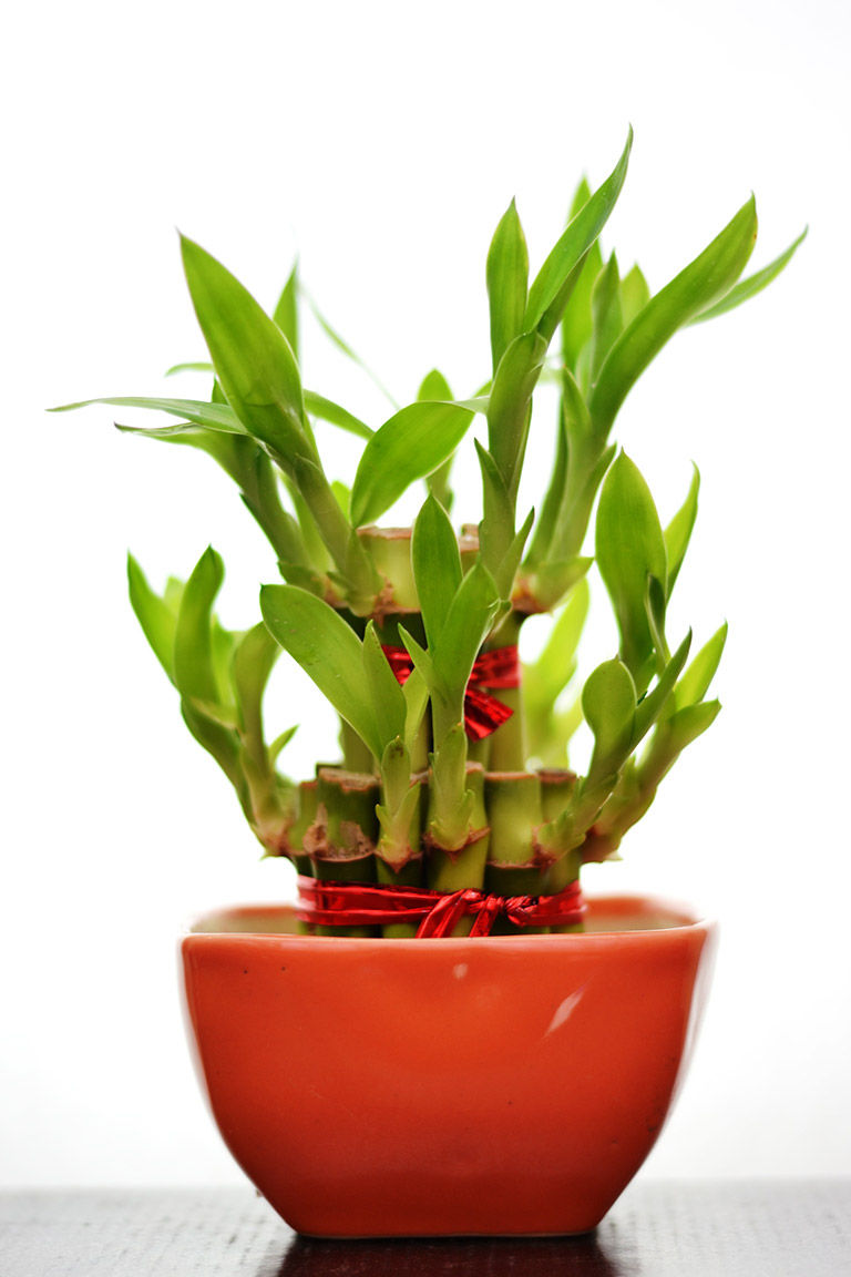 2-layer-lucky-bamboo-plant