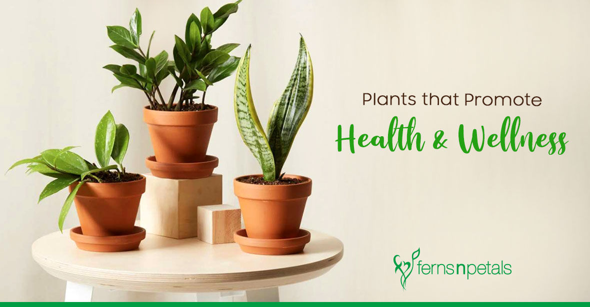 Are there any Plants that Promote Health & Wellness