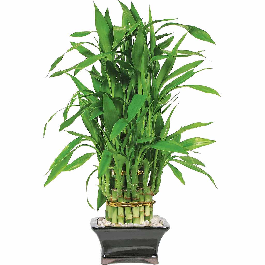3-layer-lucky-bamboo-plant
