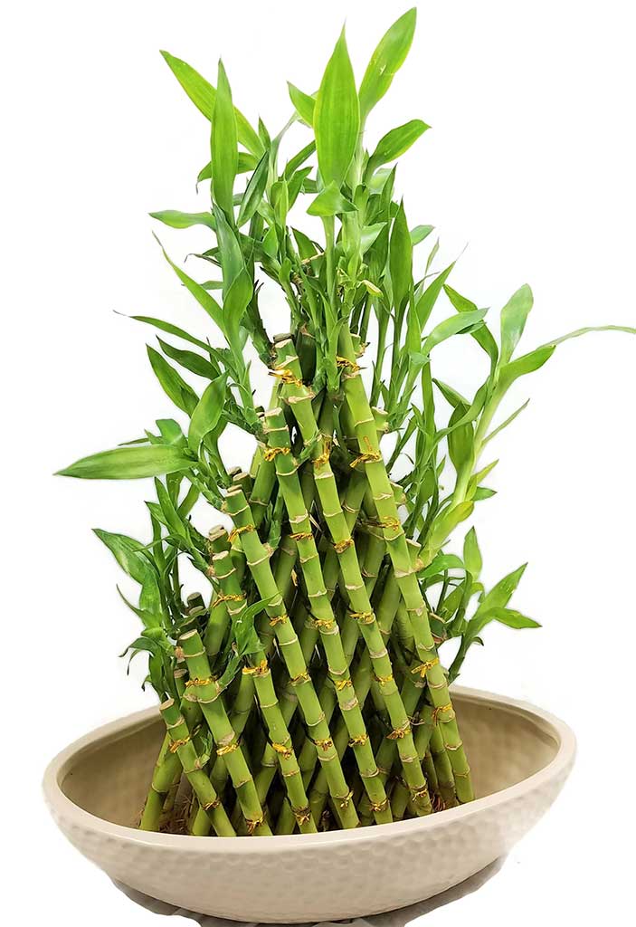 7-layer-lucky-bamboo-plant