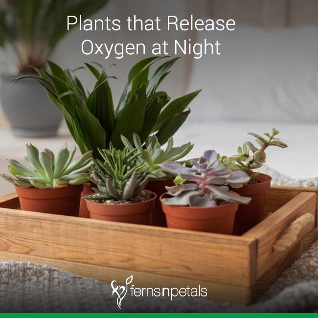 Do you know which plants release Oxygen at Night?