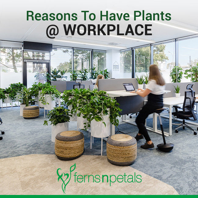 Plants for office