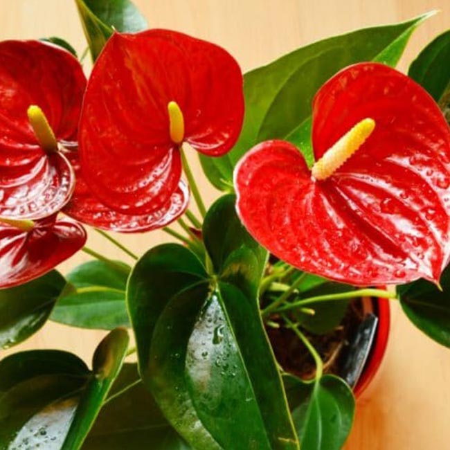 Anthuriums