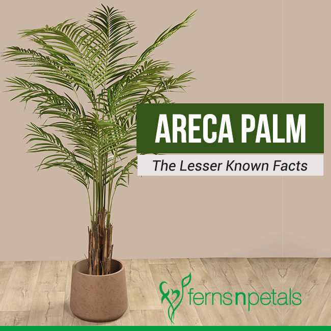 Areca Palm