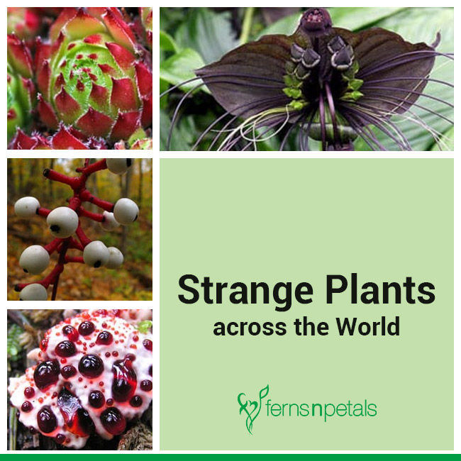 10 Most Strange Looking Plants in the World
