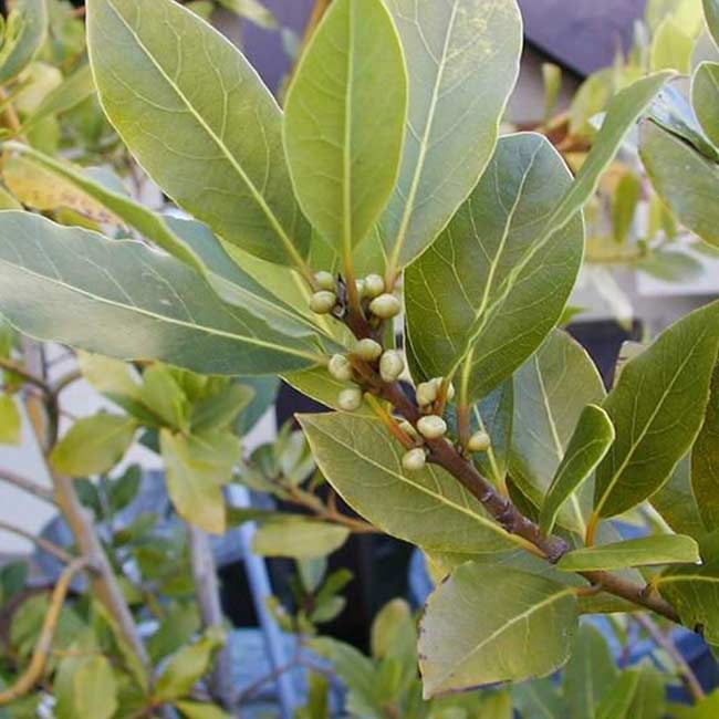 Bay Leaves 