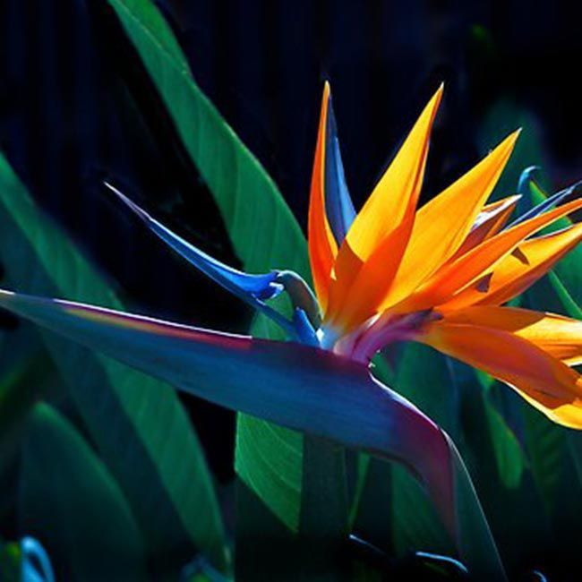 Birds of Paradise