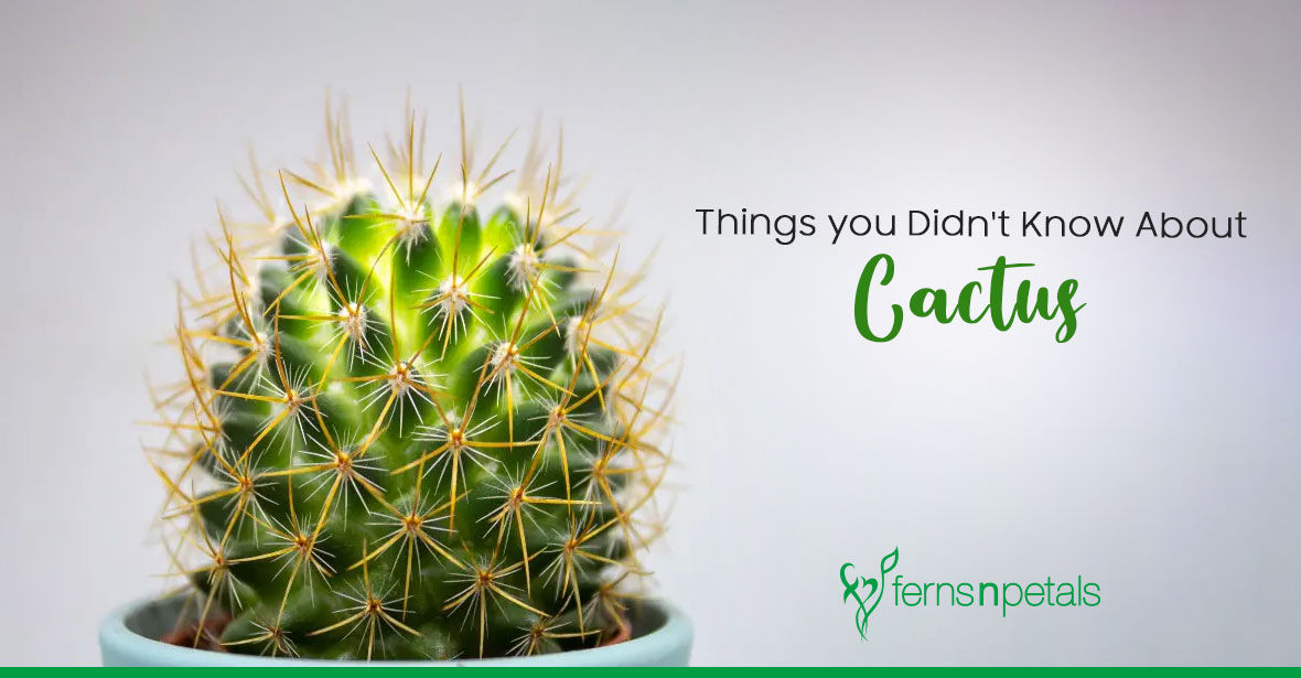 Things to Know About Cactus Plant - FNP