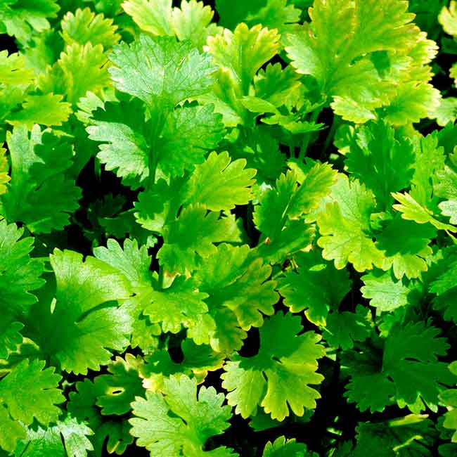 Coriander 