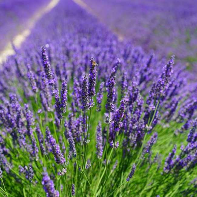 Lavender 