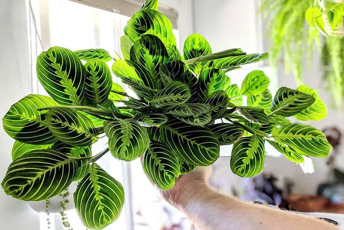 Maranta Plant