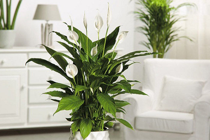 Peace Lily Plant