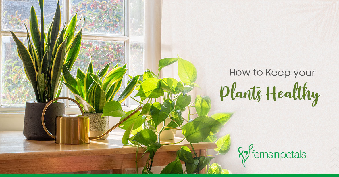How to Keep your Plants Healthy and Disease-Free