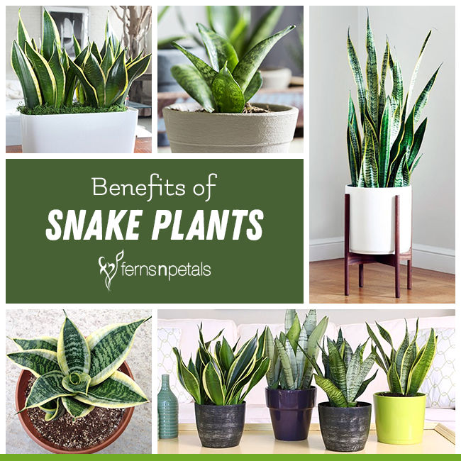 Do You Know About Snake Plant Benefits? - FNP