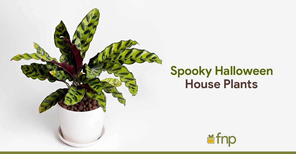 Spook-tecular Plants