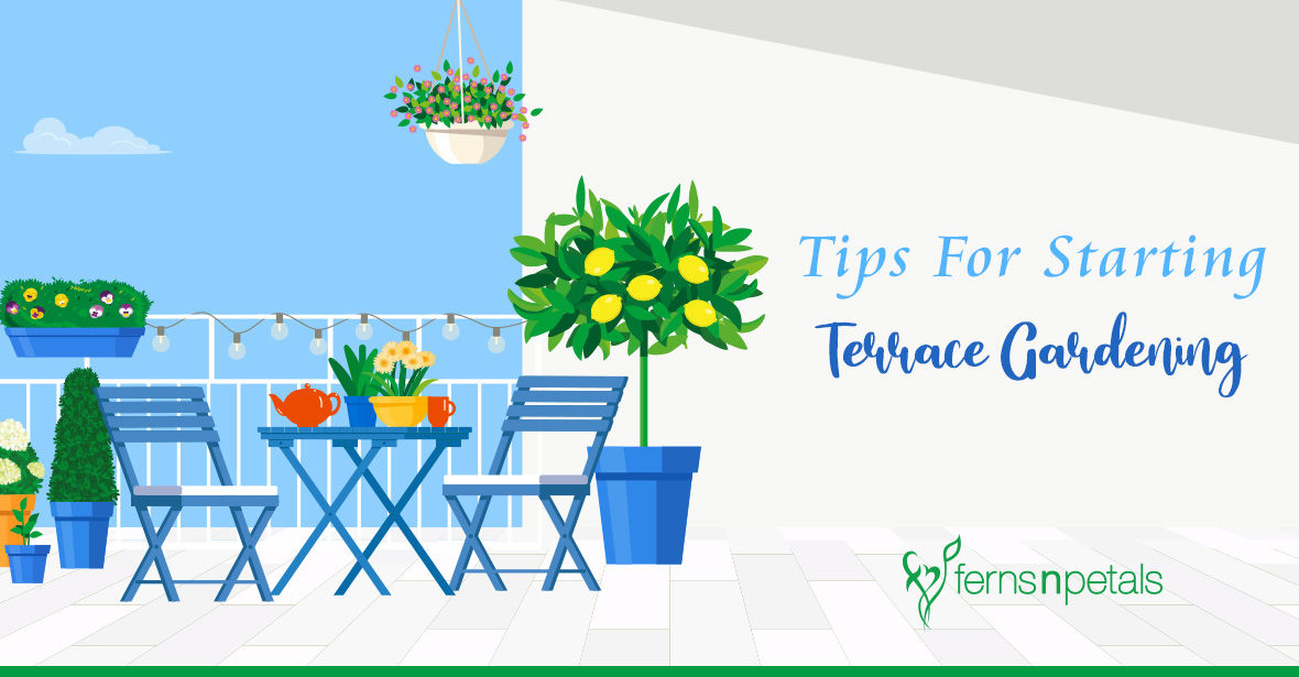 Urban Farming: How to Start Terrace Gardening on Your Own