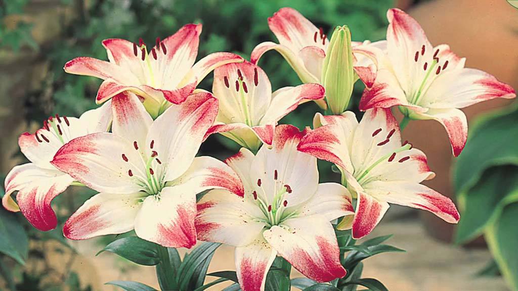 asiatic lilies