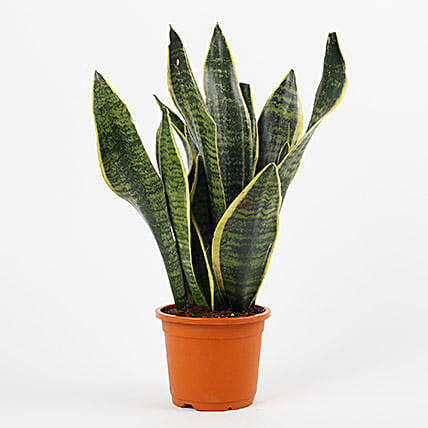 Snake Plant