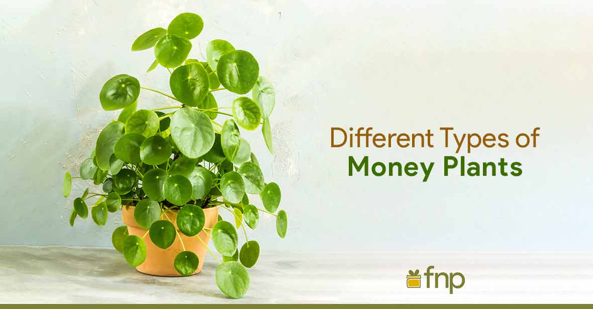 Types of Money Plants