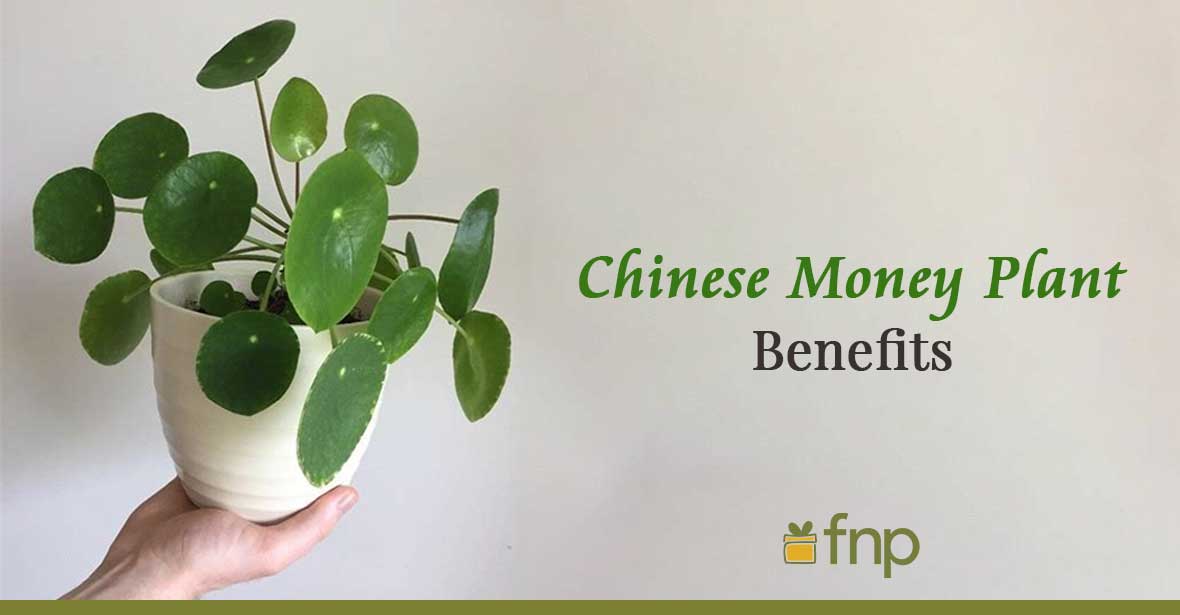 Benefits of Keeping a Chinese Money Plant in Home