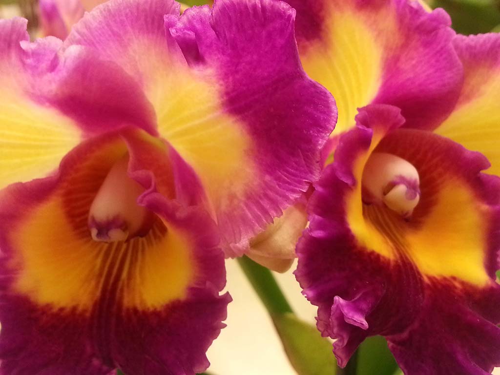 cattleya-orchid 