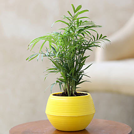 What are the Best Indoor Plants for Winters?