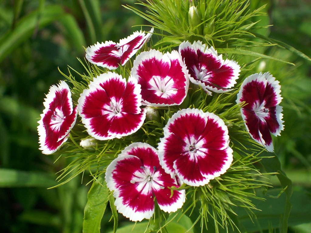 dianthus caryophyllus