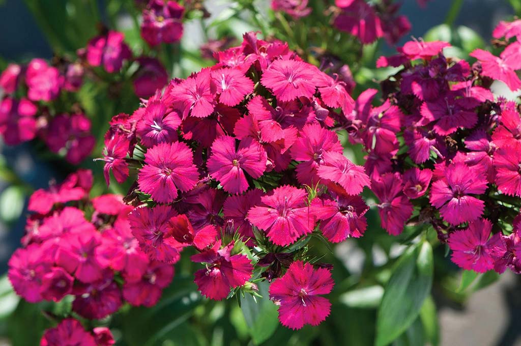 dianthus caryophyllus