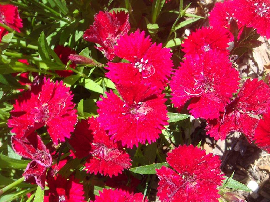 Dianthus chinensis