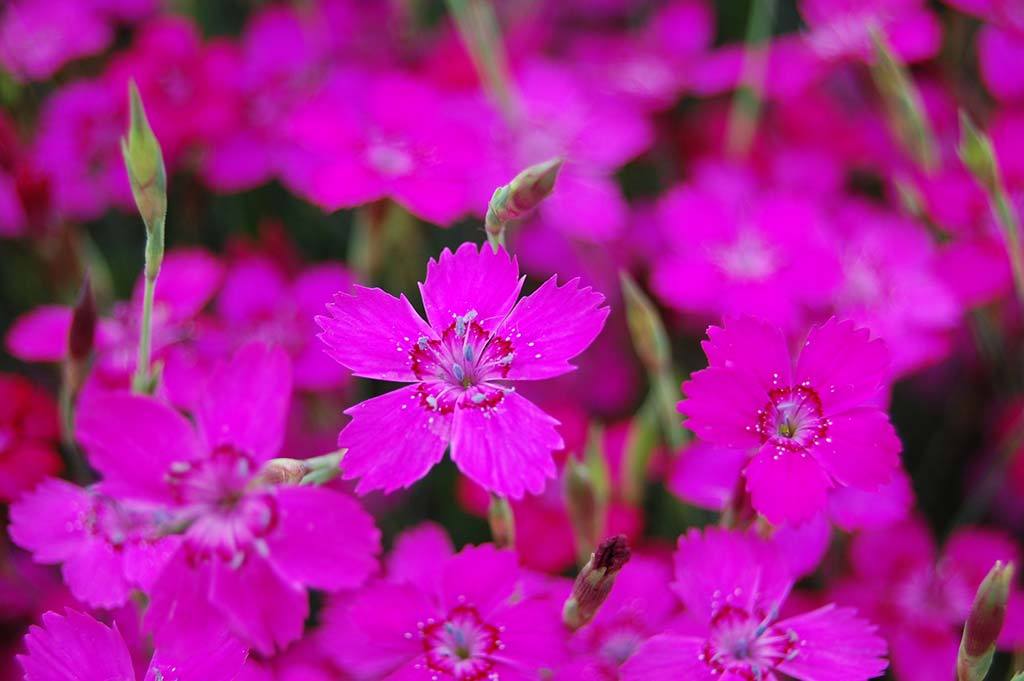 Dianthus Deltoides