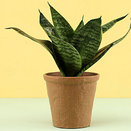 Snake Plant