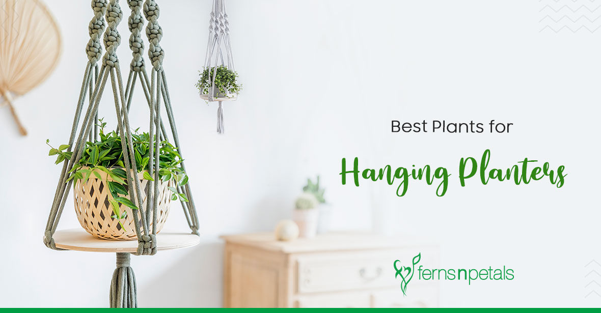 Best Plants for Hanging Planters