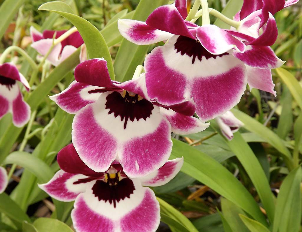 Miltonia Orchid