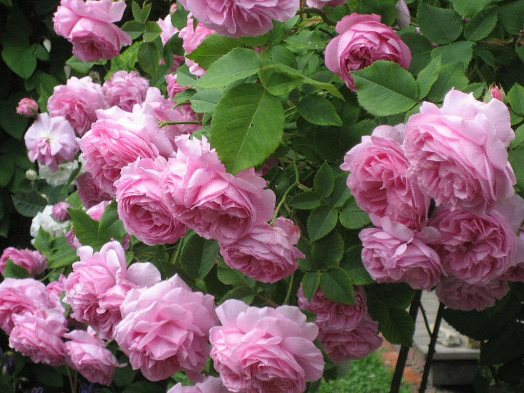 Old Garden Roses