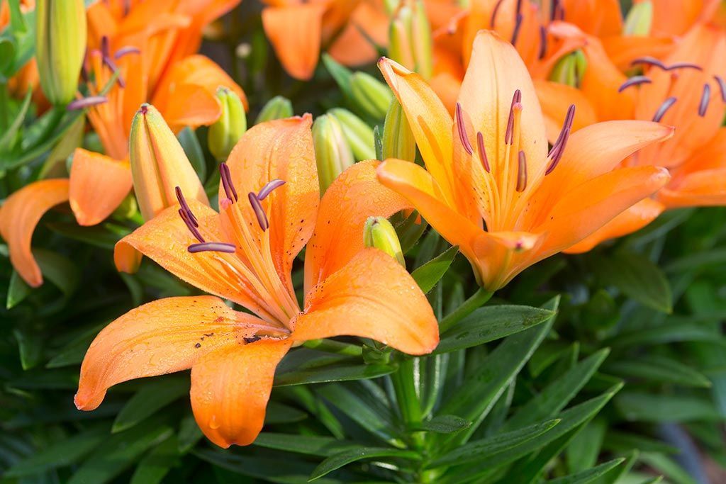 orange lilies 