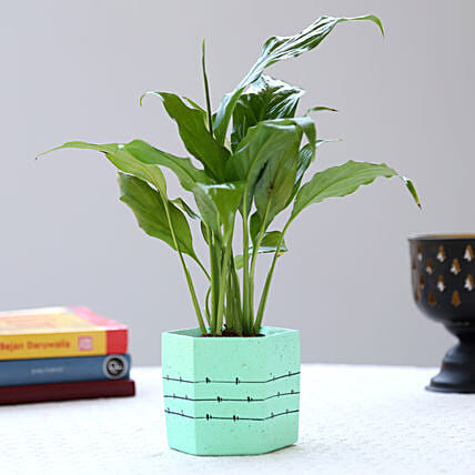 What are the Best Indoor Plants for Winters?