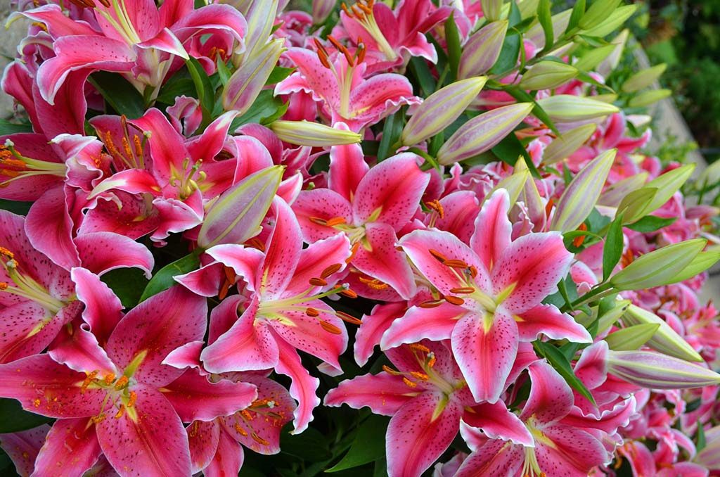 pink lilies 