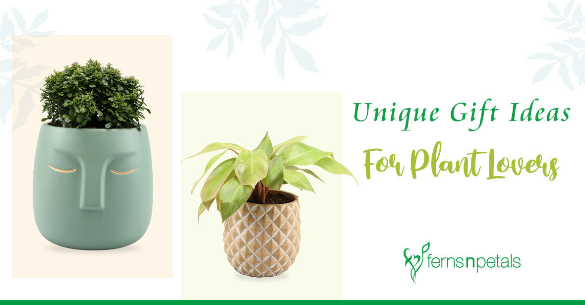 Trendy and Unique Gift Ideas For The Plant Lovers - FNP
