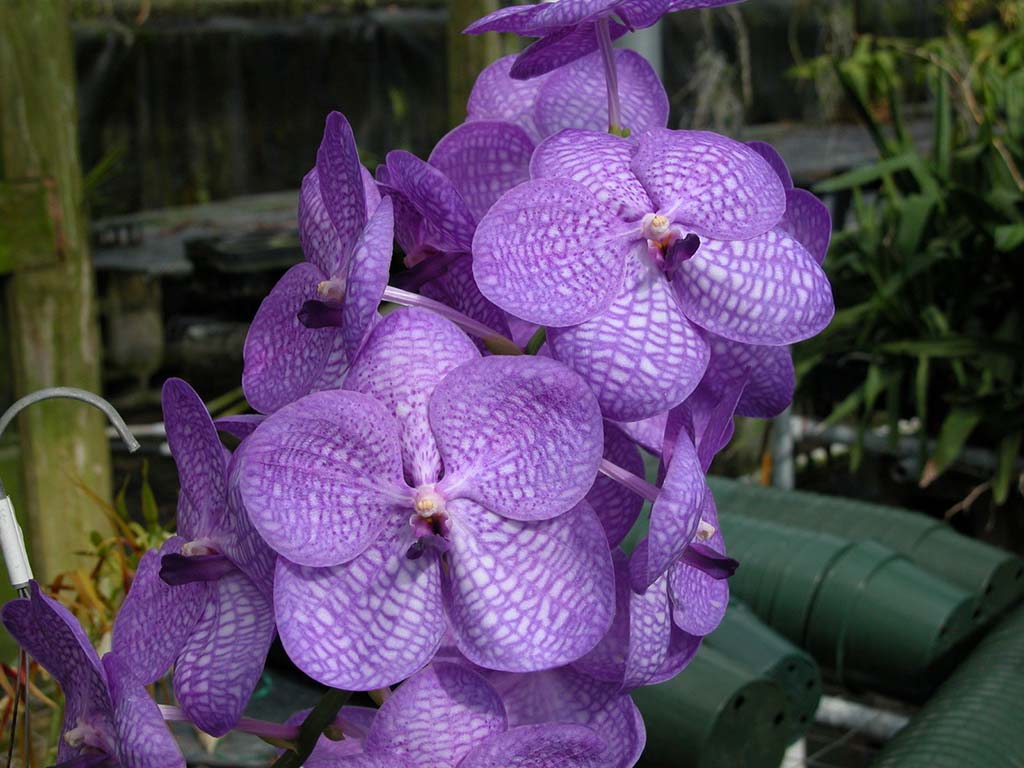 Vanda Orchid