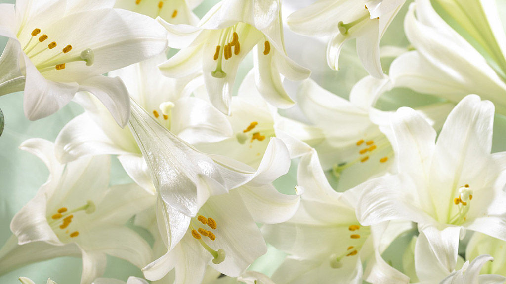 whitle lilies 