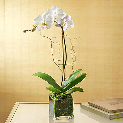 orchid plant