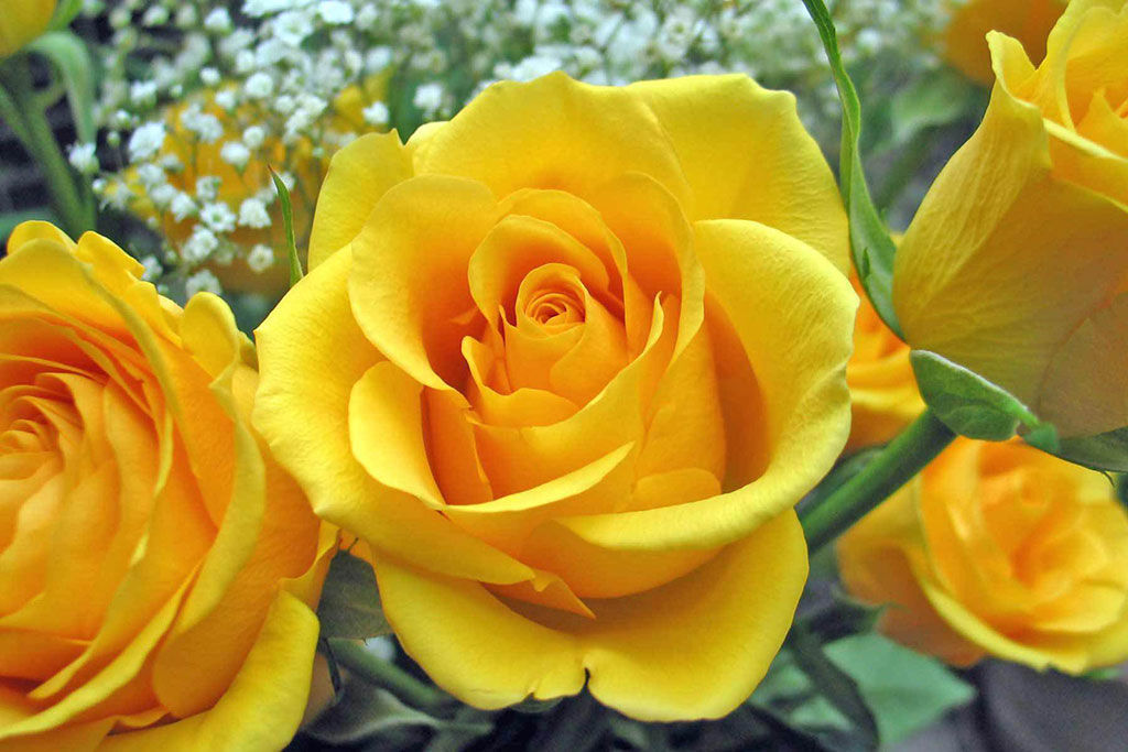 Yellow roses 