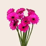 Gerberas Bouquet