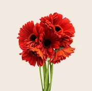 Gerberas Bouquet