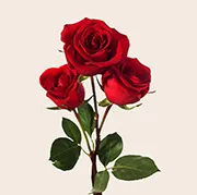 Rose Bouquet