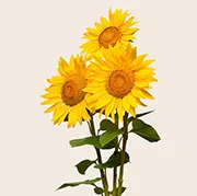 Sunflower Bouquet