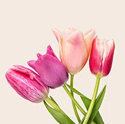 Tulip Bouquet
