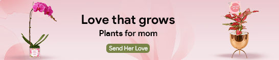 Mothers Day Plants